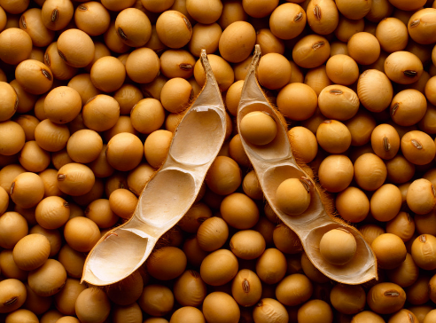 आजचा सोयाबीन बाजारभाव – 02 नोव्हेंबर 2025 (Soyabean Rate Today)