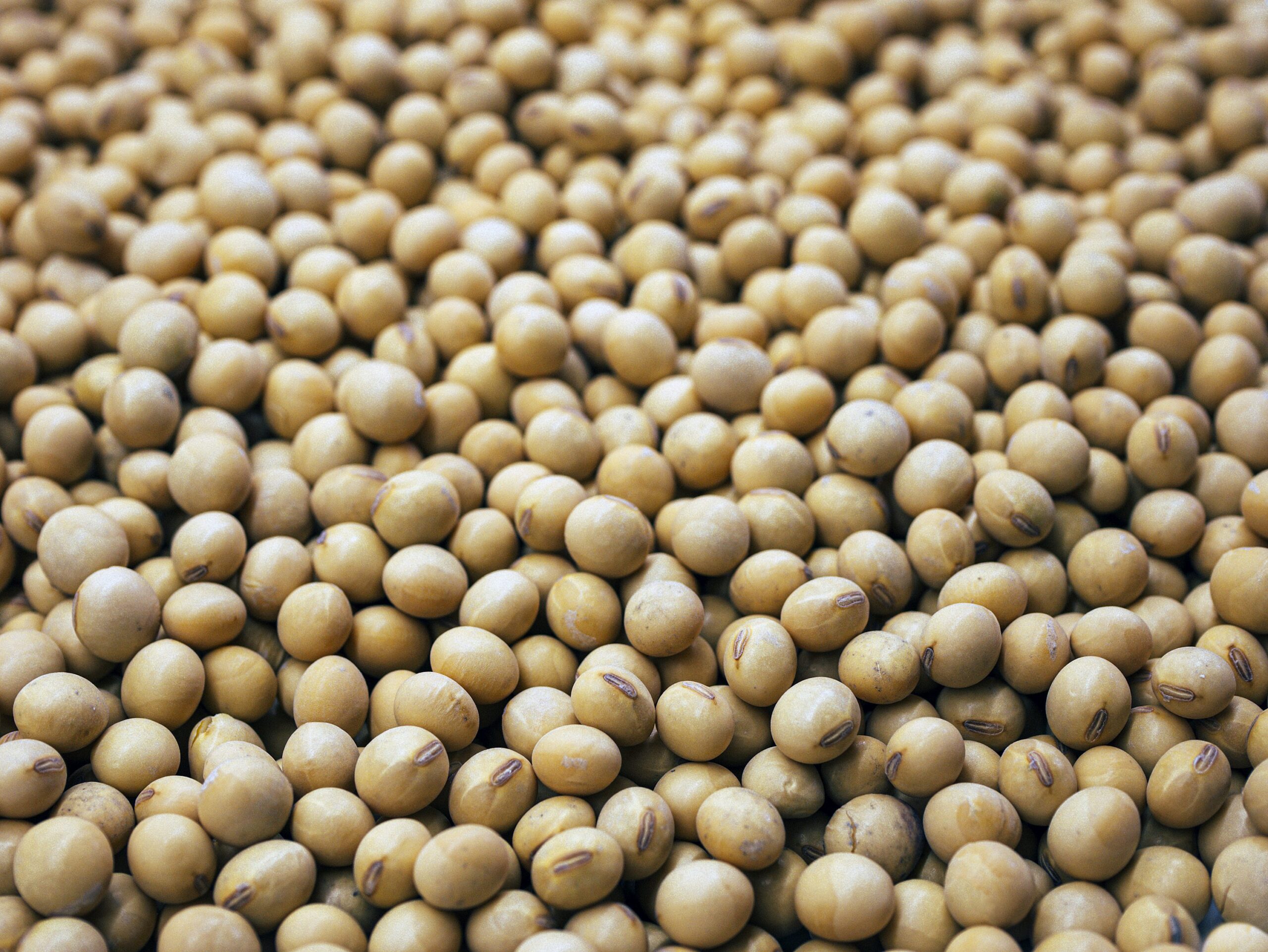 soyabean rate today : आजचे सोयाबिन बाजारभाव १ नोव्हेंबर २०२५