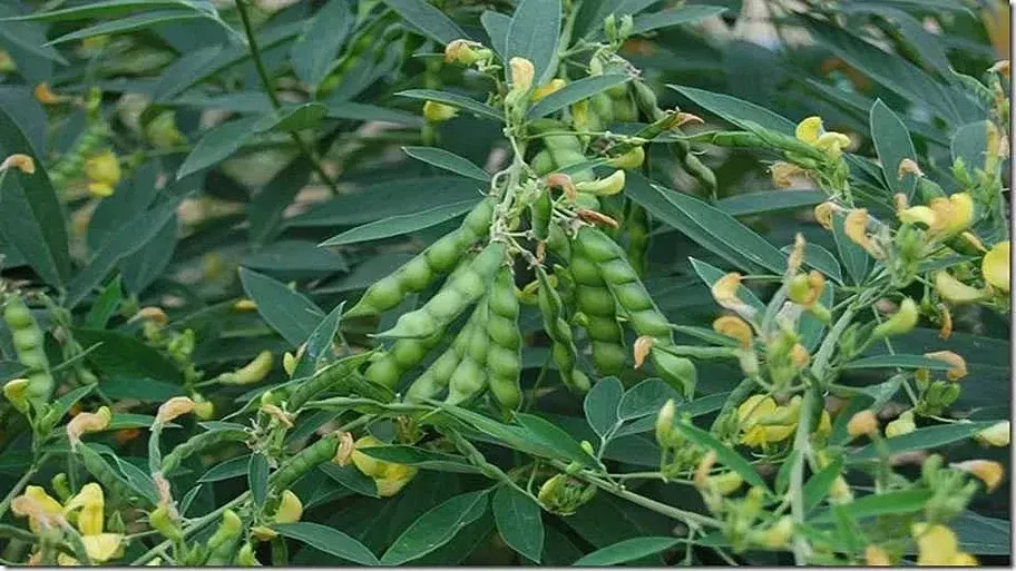 तूर भाव आजचा महाराष्ट्र (1 नोव्हेंबर 2025): राज्यभरातील बाजार समित्यांमध्ये दरात स्थिरता व किंचित वाढ