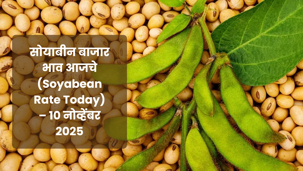 सोयाबीन बाजार भाव आजचे (Soyabean Rate Today) – 10 नोव्हेंबर 2025
